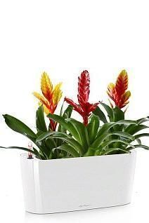 Вриезии DELTA 20 /45 см, белый блестящий Вриезии DELTA 20 /45 см, белый блестящий