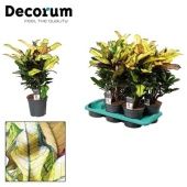 Кротон Кодиеум Вилма d17 см h60 см Кротон Кодиеум Вилма d17 см h60 см