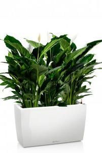 Спатифиллум Себастьяно в CARARO 75 Спатифиллум Себастьяно в CARARO 75