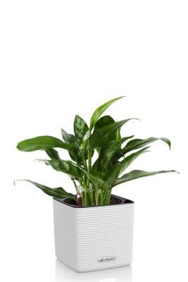 Аглаонема Мария в CUBE COLOR 14, белый