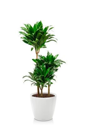 Драцена Компакта 3 ствола 21/100 см в CLASSICO LS 28, белый блестящий