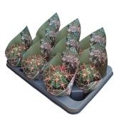 Ферокактус Latispinus d10.5 см h12.5 см