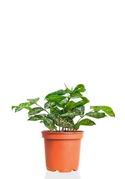 Драцена Суркулоза 12/40 см