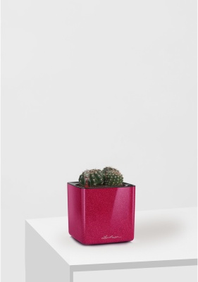 Кактус микс 10 см в CUBE GLOSSY KISS 14 Кактус микс 10 см в CUBE GLOSSY KISS 14