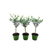 Олива европейская d12 см h40 см