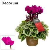 Цикламен Violet Cozy d11 см h20 см Цикламен Violet Cozy d11 см h20 см