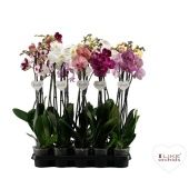 Фаленопсис 2 ствола Mix 18+ ( Levo ) d12 см h65 см