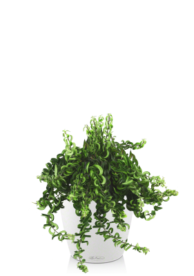 Эсхинантус в CLASSICO COLOR 21 Белый Эсхинантус в CLASSICO COLOR 21 Белый