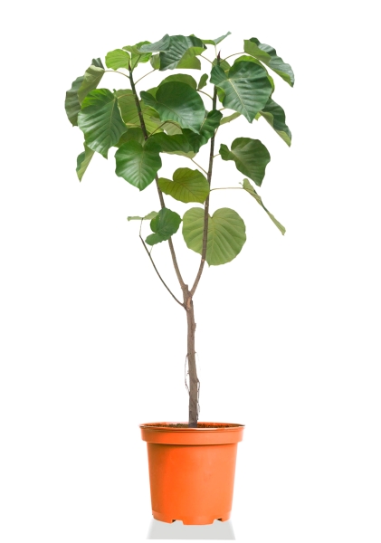 Фикус Амбелатта на стволе 60/300 см Фикус Амбелатта на стволе 60/300 см