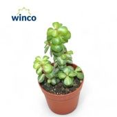 Крассула денежное дерево Афра d5.5 см h12.5 см