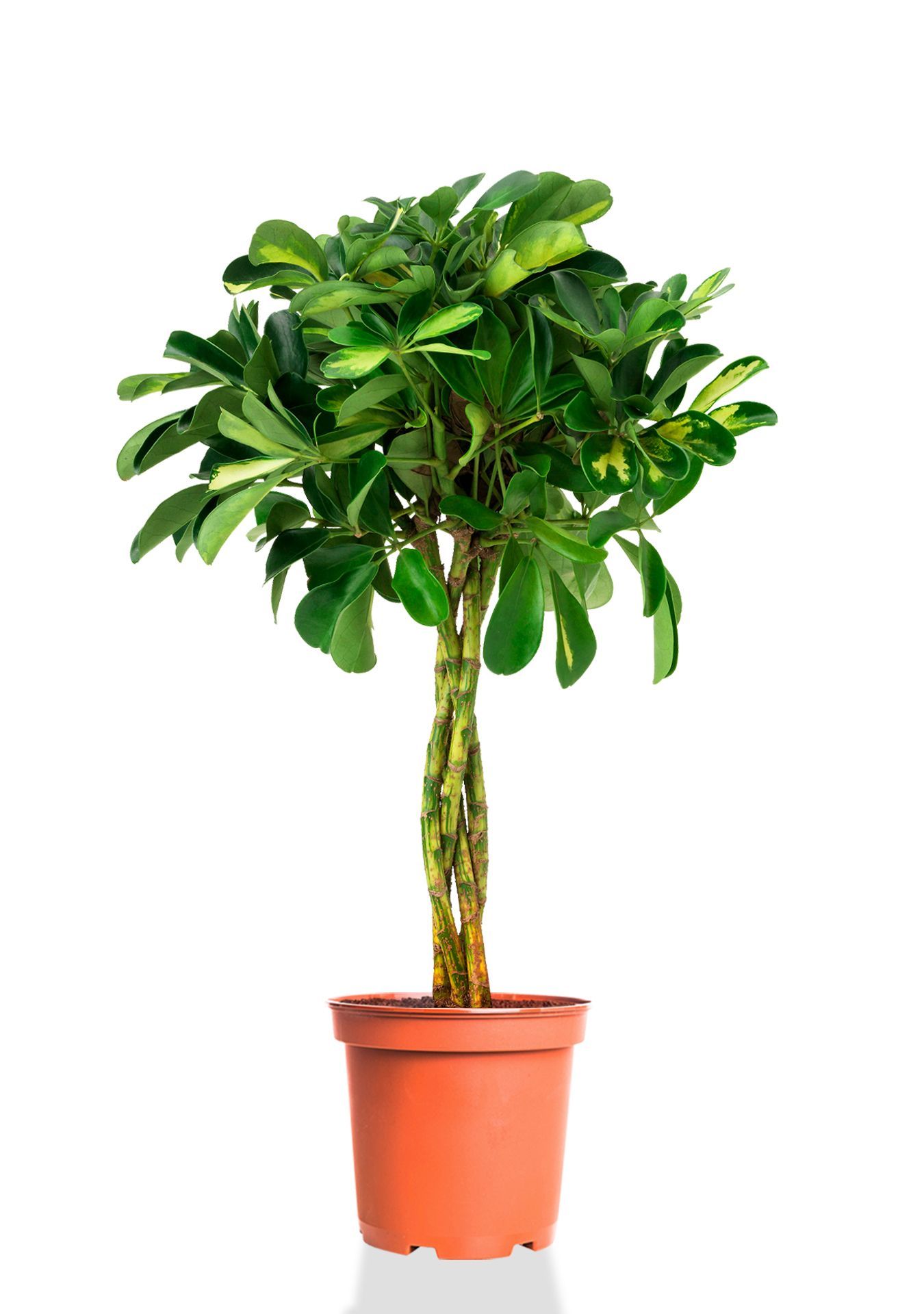 Шеффлера Голд Капелла 21/75 см