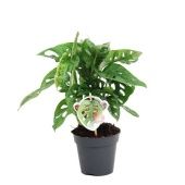 Монстера Обликва Monkey Leaf d12 см h25 см Монстера Обликва Monkey Leaf d12 см h25 см