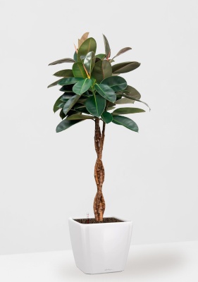 Фикус Эластика Бургунди переплетенный 27/160 см в QUADRO LS 35, белый блестящий Фикус Эластика Бургунди переплетенный 27/160 см в QUADRO LS 35, белый блестящий