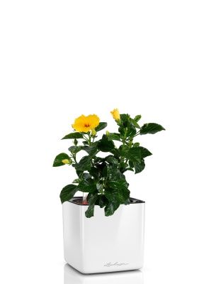 Гибискус 12/20 см в CUBE GLOSSY 14, белый блестящий Гибискус 12/20 см в CUBE GLOSSY 14, белый блестящий