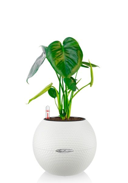 Монстера Делициоза 12/40 см в PURO 20