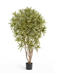 Драцена Рефлекса Ямайка золотая