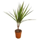 Драцена Маргината 1 ствол d12 см h45 см тип 2