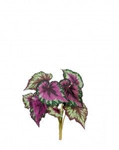 Бегония крупнолистная зелёно-бордовая