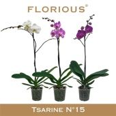 Фаленопсис 1 ствол Mix 10+ (floroius) d15 см h110 см Фаленопсис 1 ствол Mix 10+ (floroius) d15 см h110 см