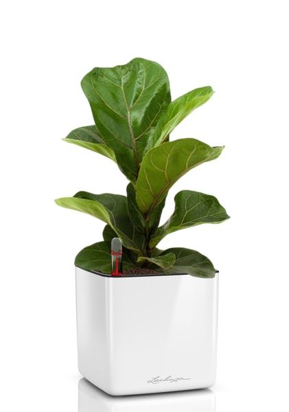 Фикус Лирата Бамбино 12/30 см в CUBE GLOSSY 14