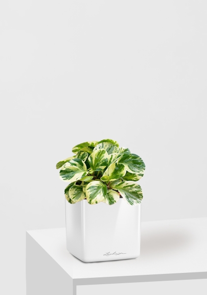 Пеперомия Биколор 12/20 см в CUBE GLOSSY 14 Пеперомия Биколор 12/20 см в CUBE GLOSSY 14