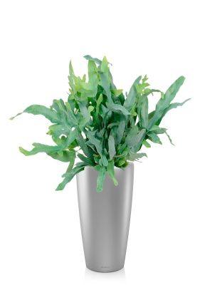 Флебодиум 24/55 см в RONDO 32, серебристый металлик