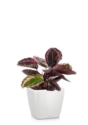 Калатея Розеопикта 15/40 см в QUADRO LS 21, белый блестящий Калатея Розеопикта 15/40 см в QUADRO LS 21, белый блестящий