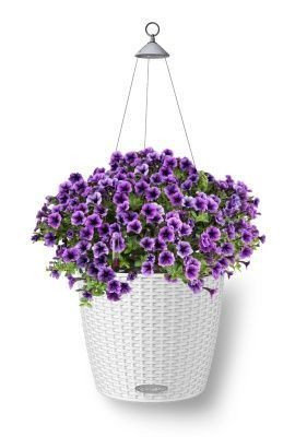 Петуния Фиолетовая в NIDO Cottage 27, белый Петуния Фиолетовая в NIDO Cottage 27, белый