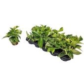 Эпипремнум Пиннатум Марбл Квин d11 см h15 см Эпипремнум Пиннатум Марбл Квин d11 см h15 см