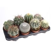 Кактусы микс d12 см h15 см тип 1 Кактусы микс d12 см h15 см тип 1