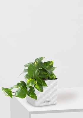 Сциндапсус Ауреум в CUBE COLOR 14 Сциндапсус Ауреум в CUBE COLOR 14