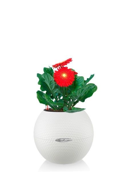 Гербера микс 12/20 см в PURO 20