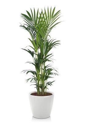 Ховея Кентия 31/220 см в CLASSICO LS 50, белый блестящий 