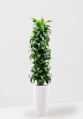 Драцена Дорадо бранч 34/170 см в RONDO 40 Драцена Дорадо бранч 34/170 см в RONDO 40