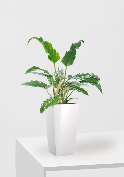 Филодендрон Нарроу 19/55 см в CUBICO 22 Филодендрон Нарроу 19/55 см в CUBICO 22