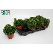 Рипсалис Хатиора Salicorniodes d12 см h15 см