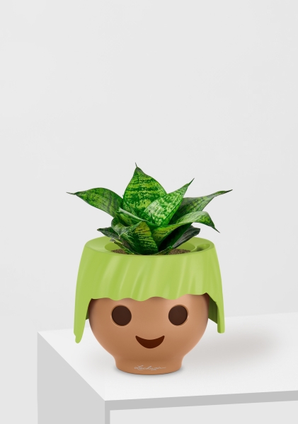 Сансевиерия Ханни 12/25 см в OJO Сансевиерия Ханни 12/25 см в OJO