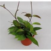 Хойя Publicalix d12 см h20 см