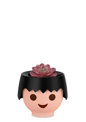 Эхеверия Меджик Парел 12/16 см в OJO, черный Эхеверия Меджик Парел 12/16 см в OJO, черный