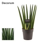 Сансевиерия цилиндрика Фан d12 см h35 см тип 2