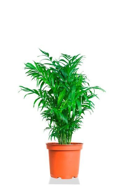 Хамедорея Элеганс 19/80 см