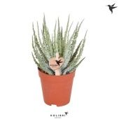 Алоэ Химилис d9 см h20 см