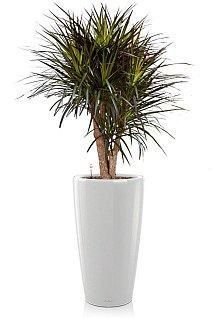 Драцена Маргината RONDO 40/180 см, белый блестящий