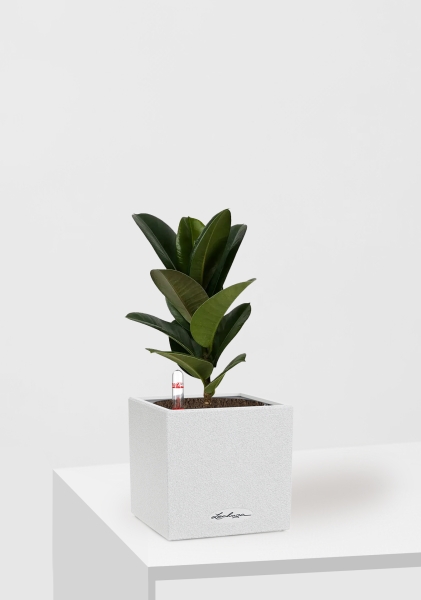  Фикус Эластика Кинг Конг 1 ствол 12/40 см в CANTO STONE 14