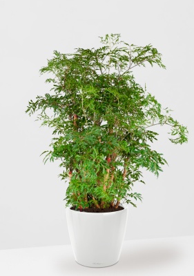 Полисциас Гавайи Минг 21/90 см в CLASSICO LS 28 Полисциас Гавайи Минг 21/90 см в CLASSICO LS 28