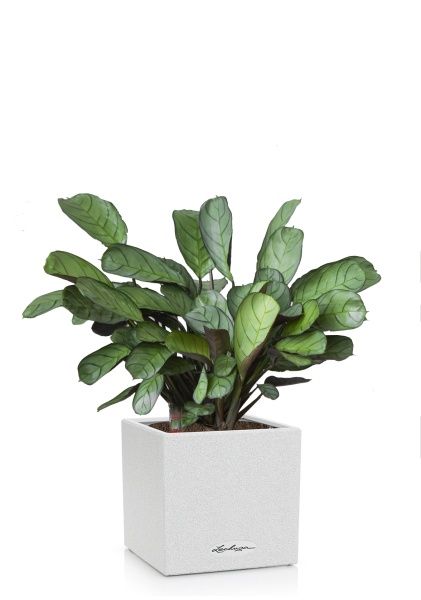 Ктенанта Амагрис в CANTO STONE 14