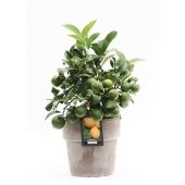 Цитрус Лимон на решетке d16 см h34 см