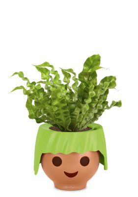 Асплениум OJO 35 см, Зеленый