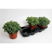 Крассула денежное дерево Аборесценсес Кристата d17 см h30 см