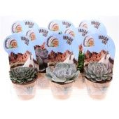 Суккуленты микс Indian Line d10.5 см h12.5 см